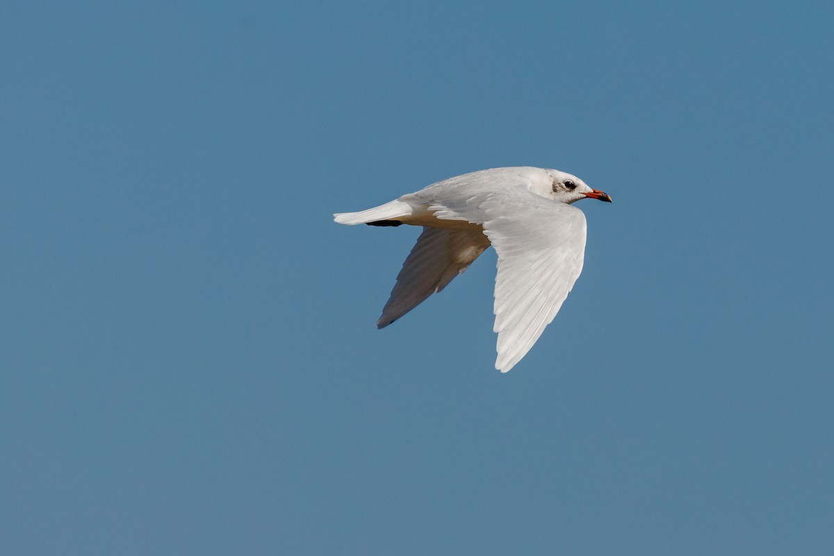 Mouette mélanocéphale - ML625191513