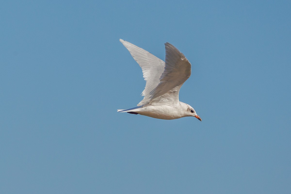 Mouette mélanocéphale - ML625191514