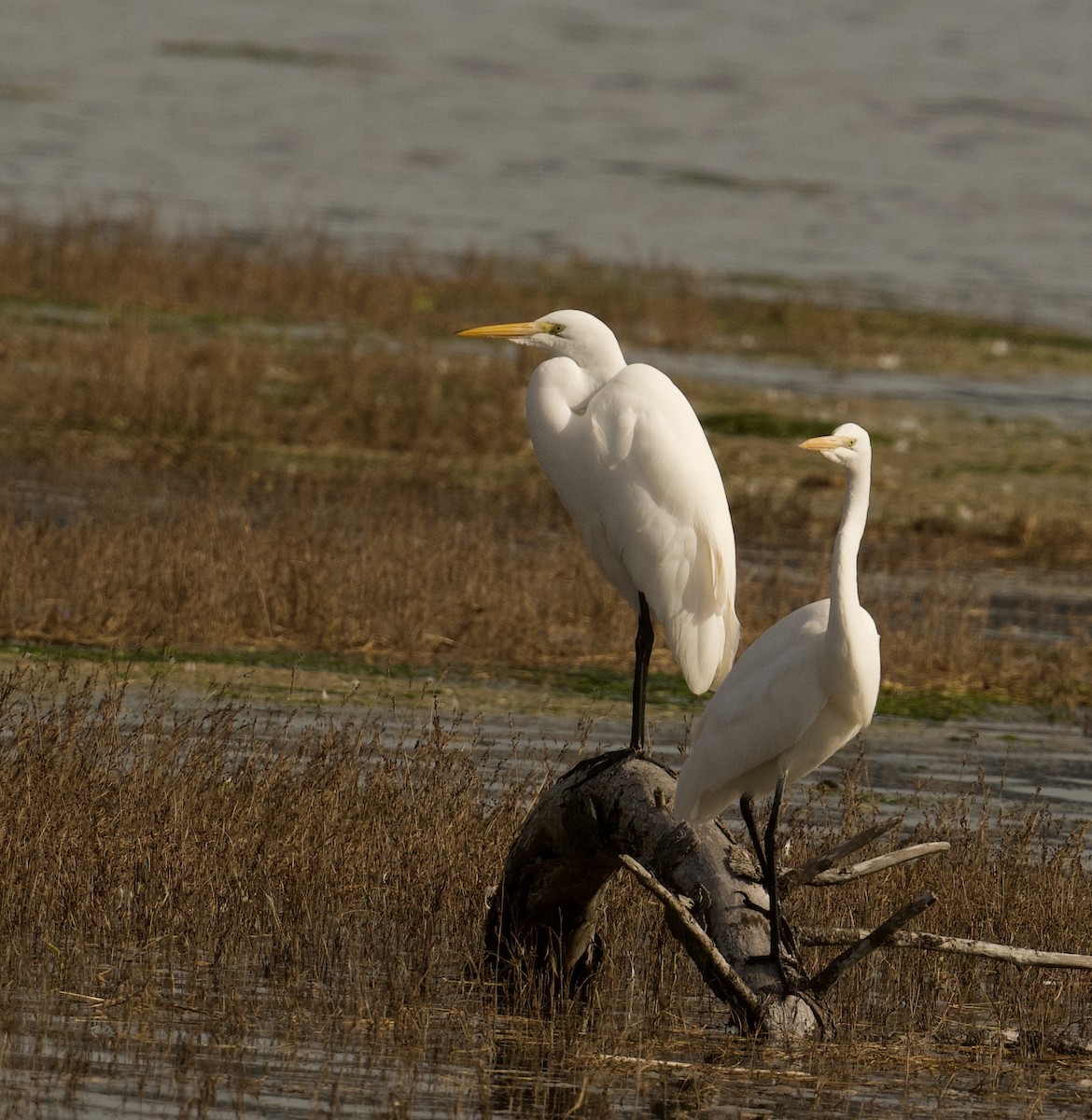 Цасч дэглий - ML625191595