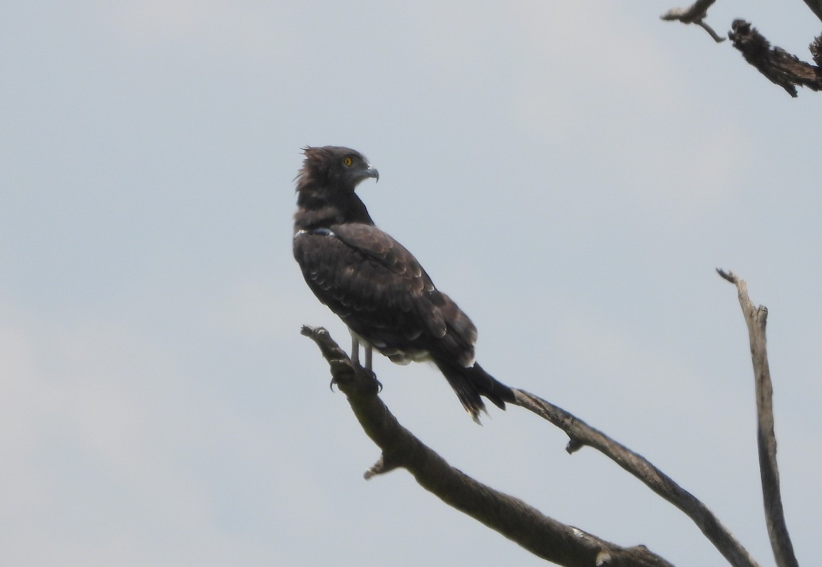 Black-chested Snake-Eagle - ML625191714