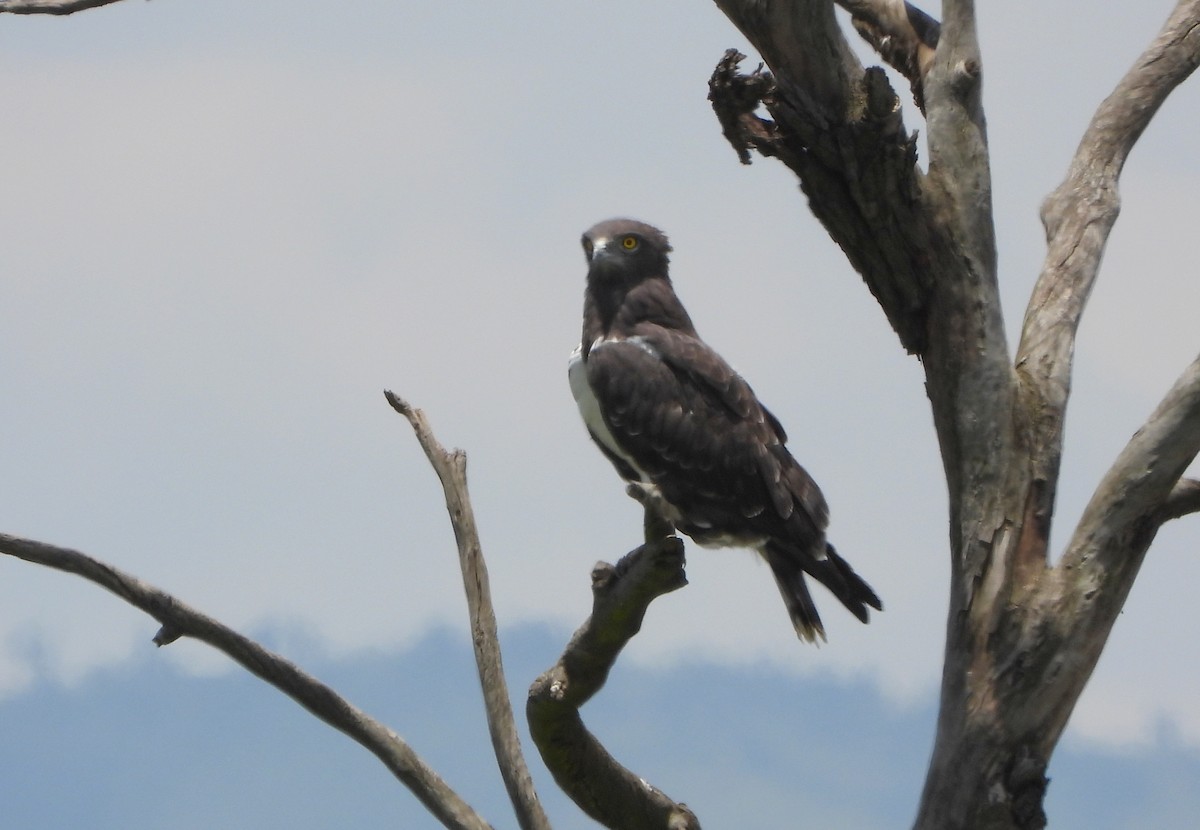 Black-chested Snake-Eagle - ML625191715