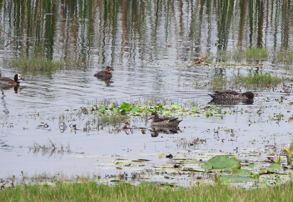 Dendrocygne à dos blanc - ML625191783