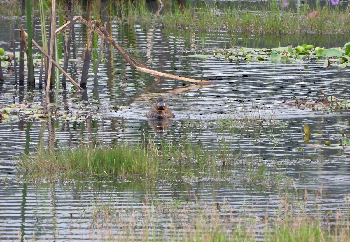 White-backed Duck - ML625191784