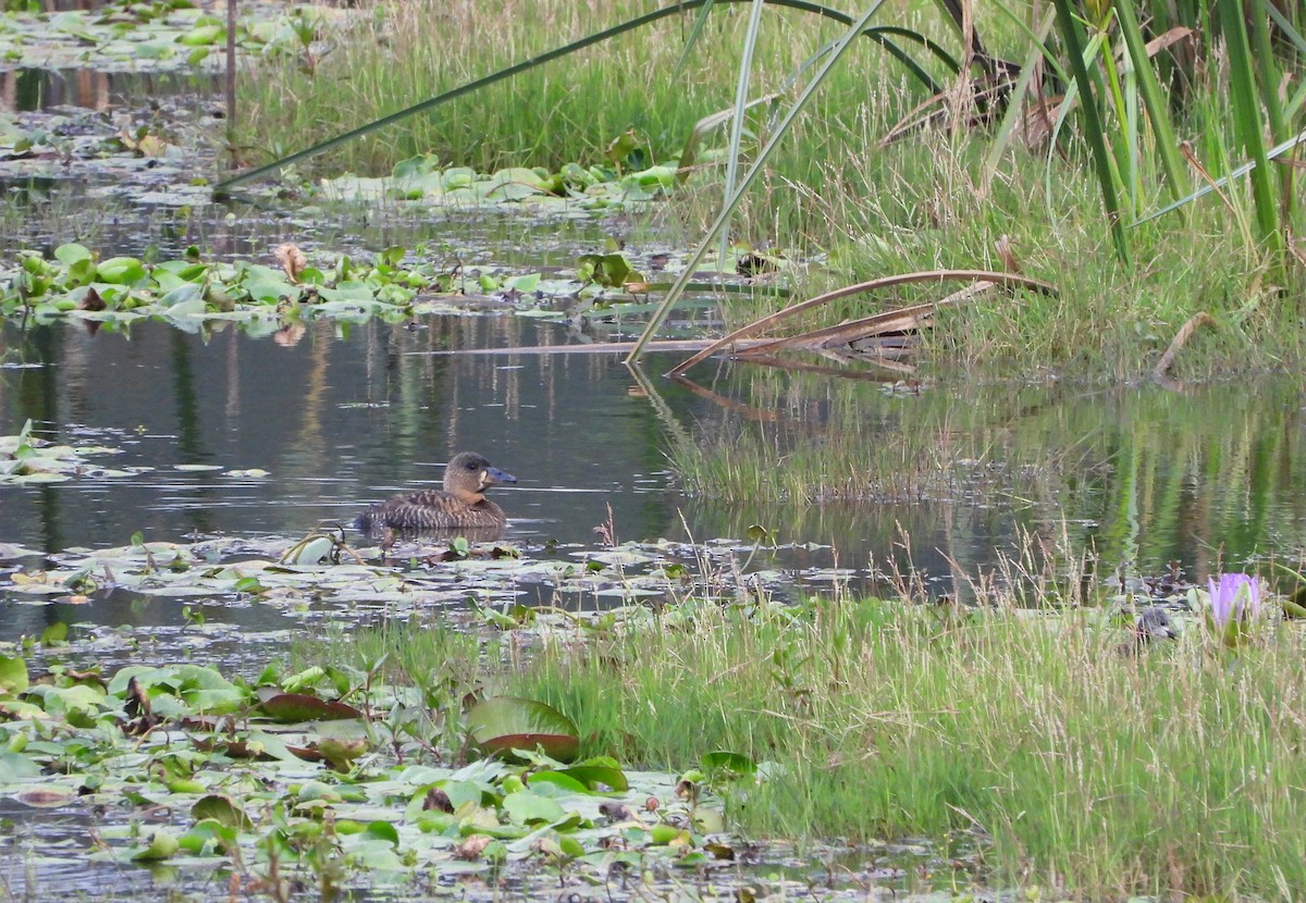 White-backed Duck - ML625191785