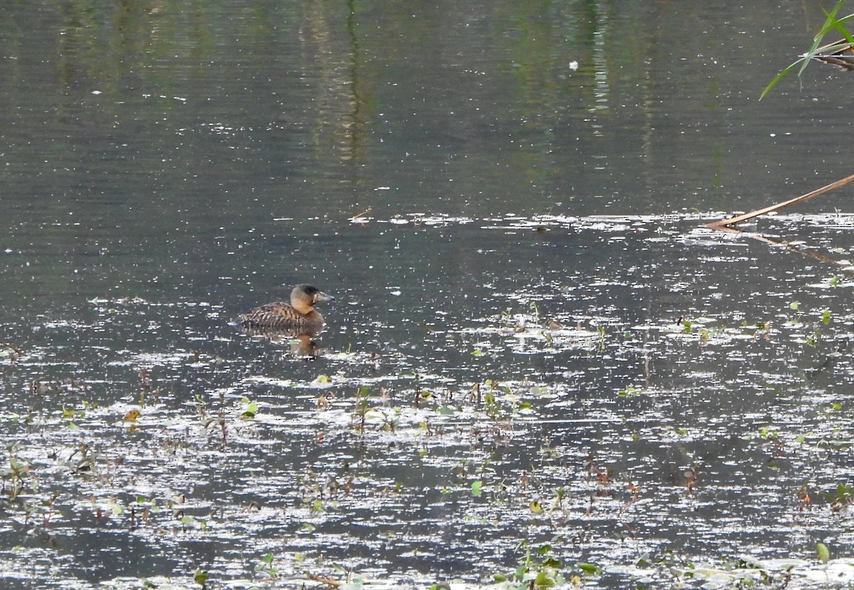 White-backed Duck - ML625191790