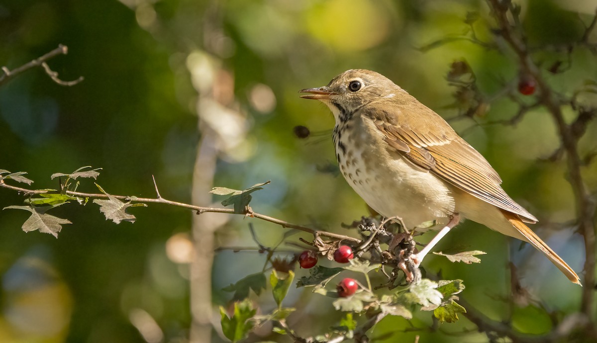 Hermit Thrush - ML625191961