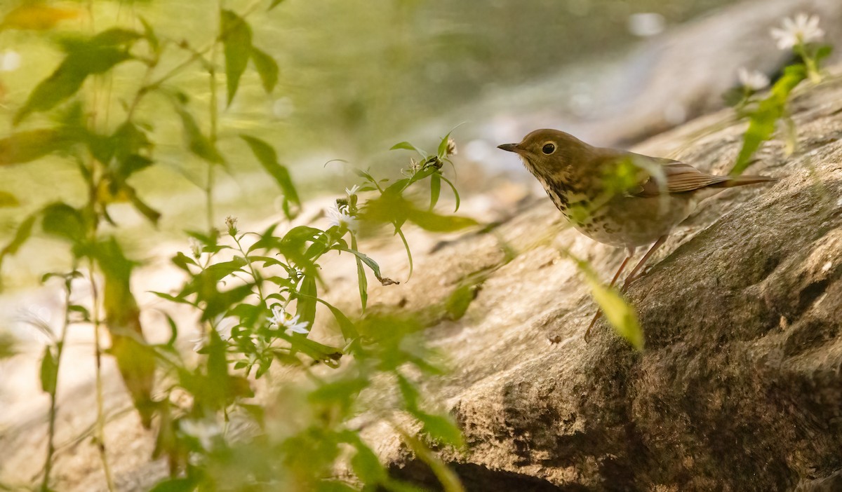 Hermit Thrush - ML625191962
