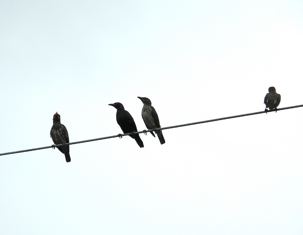 Asian Glossy Starling - ML625191979