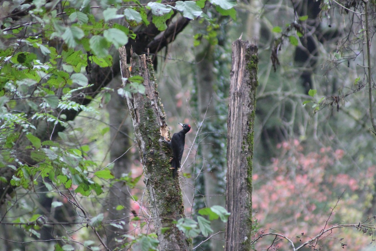 Black Woodpecker - ML625191984