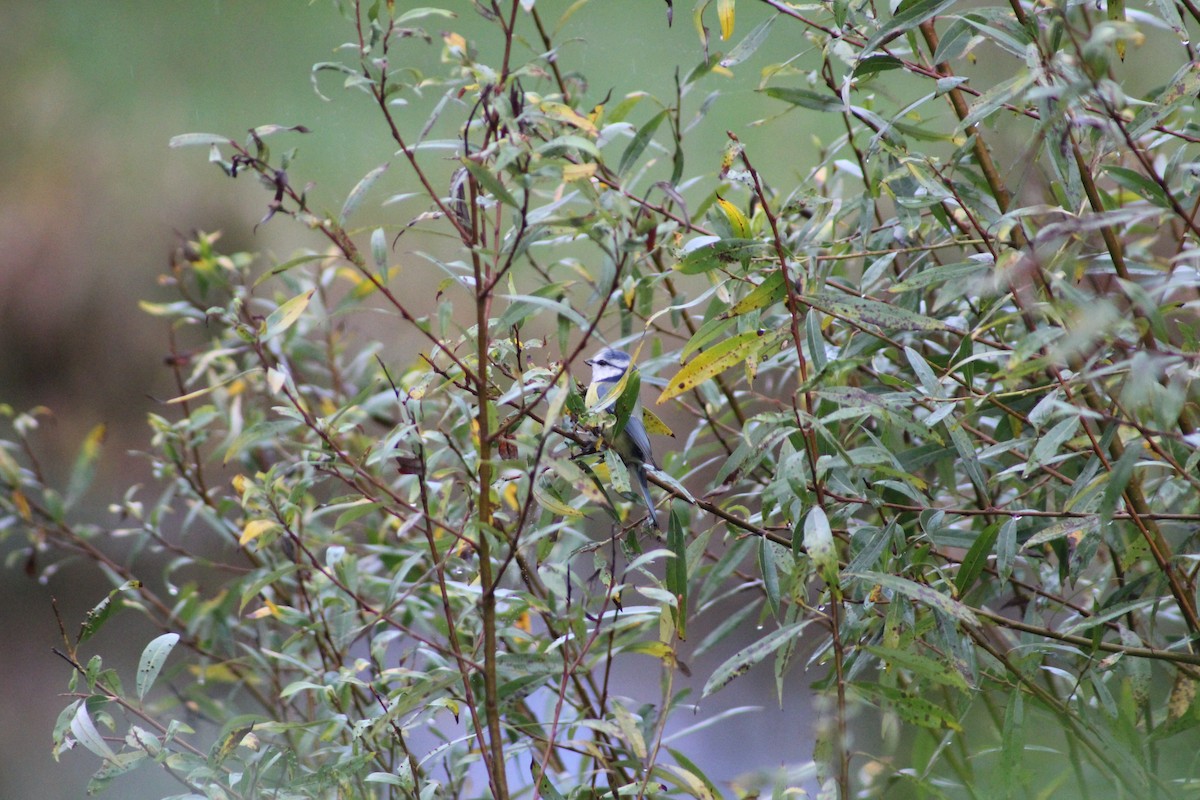 Eurasian Blue Tit - ML625191997