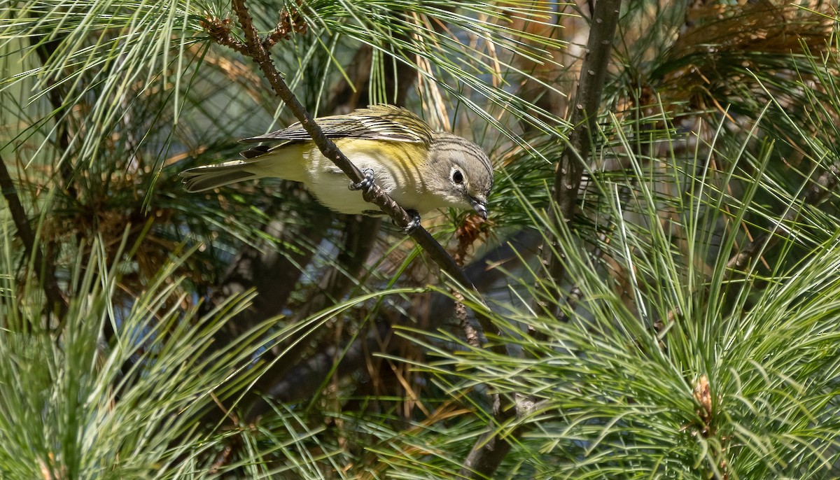 Mavi Başlı Vireo - ML625192016