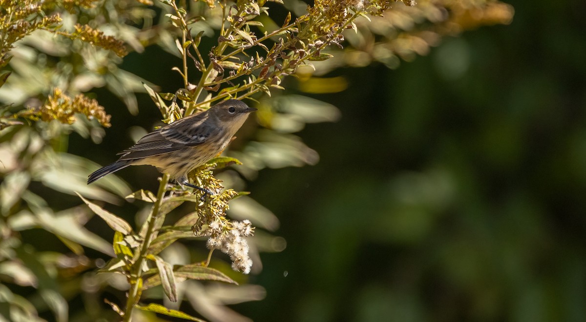 Yellow-rumped Warbler - ML625192026