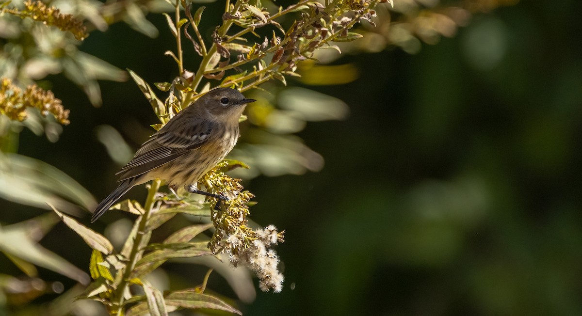Yellow-rumped Warbler - ML625192027