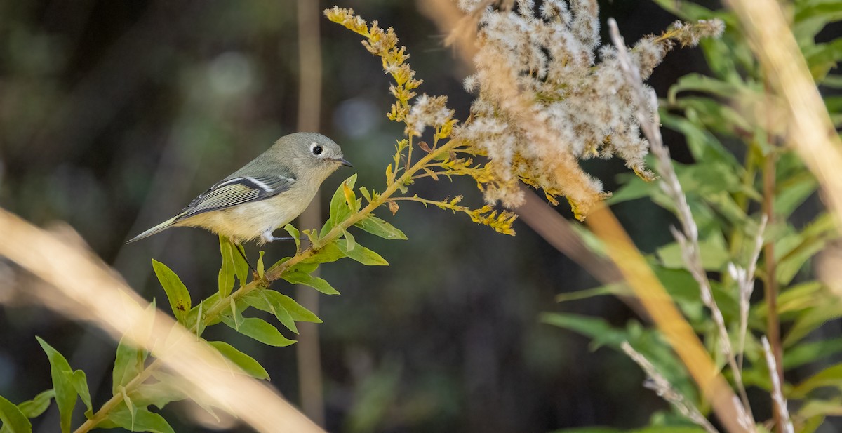 Ruby-crowned Kinglet - ML625192029