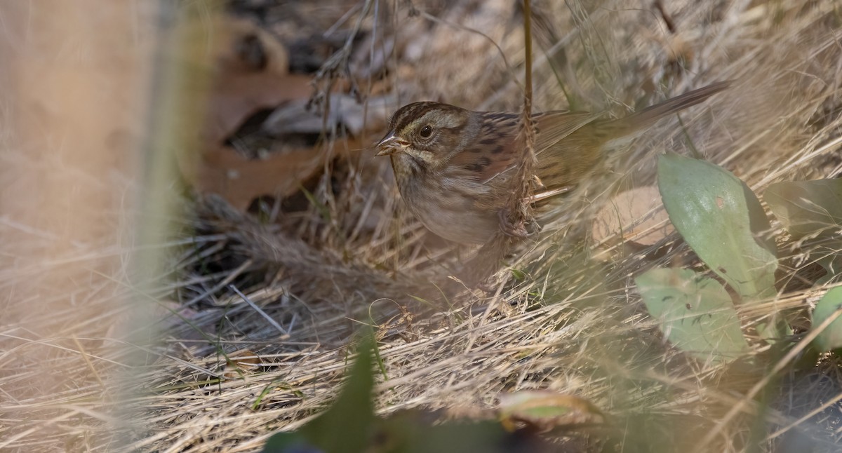 Swamp Sparrow - ML625192032