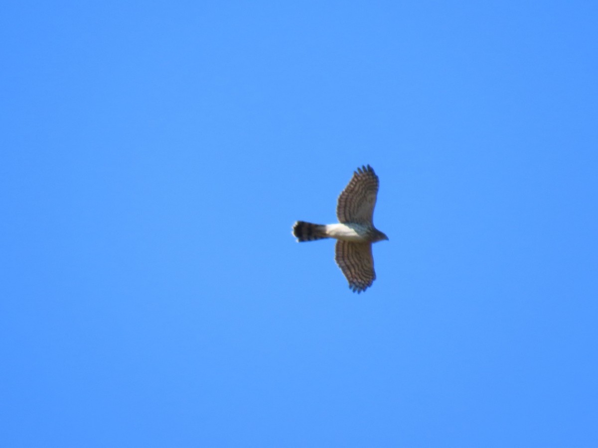 Cooper's Hawk - ML625192063