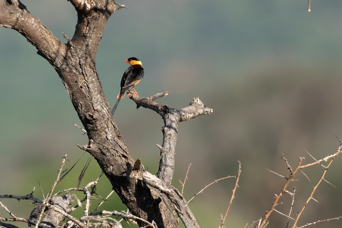 Shaft-tailed Whydah - ML625192180