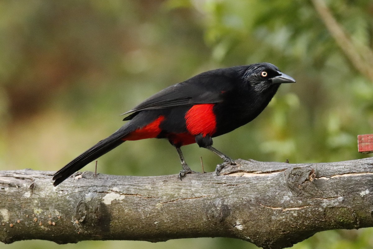 Red-bellied Grackle - ML625192199