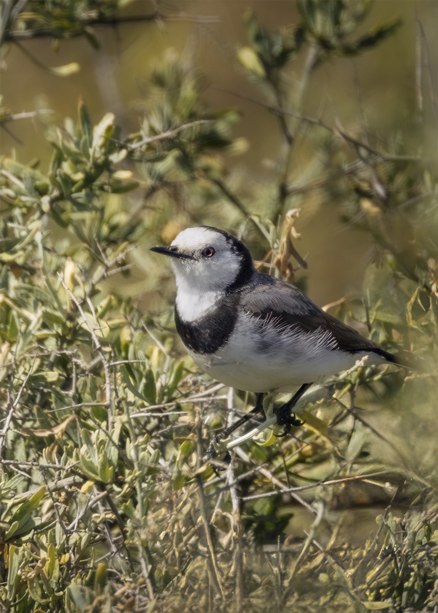 White-fronted Chat - ML625192208