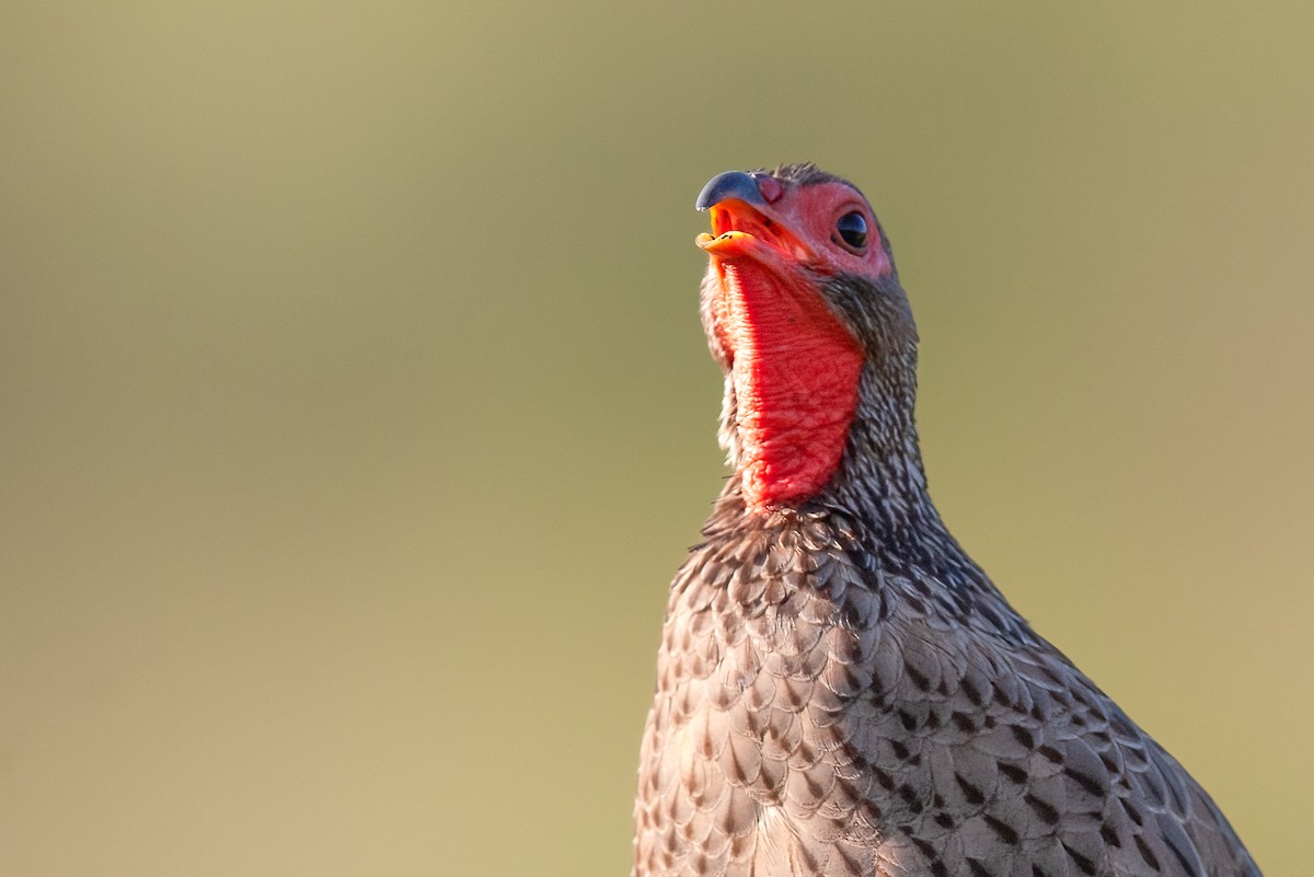 Swainson's Spurfowl - ML625192252