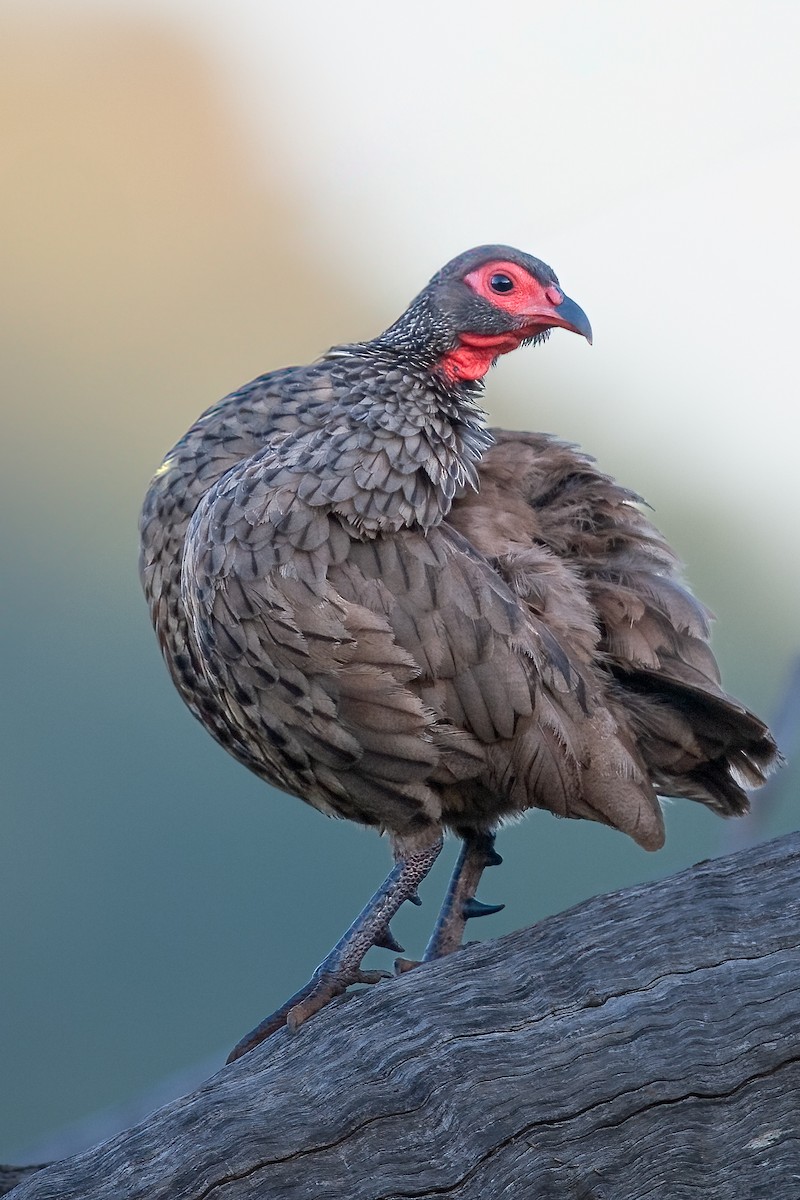 Swainson's Spurfowl - Mike “Champ” Krzychylkiewicz