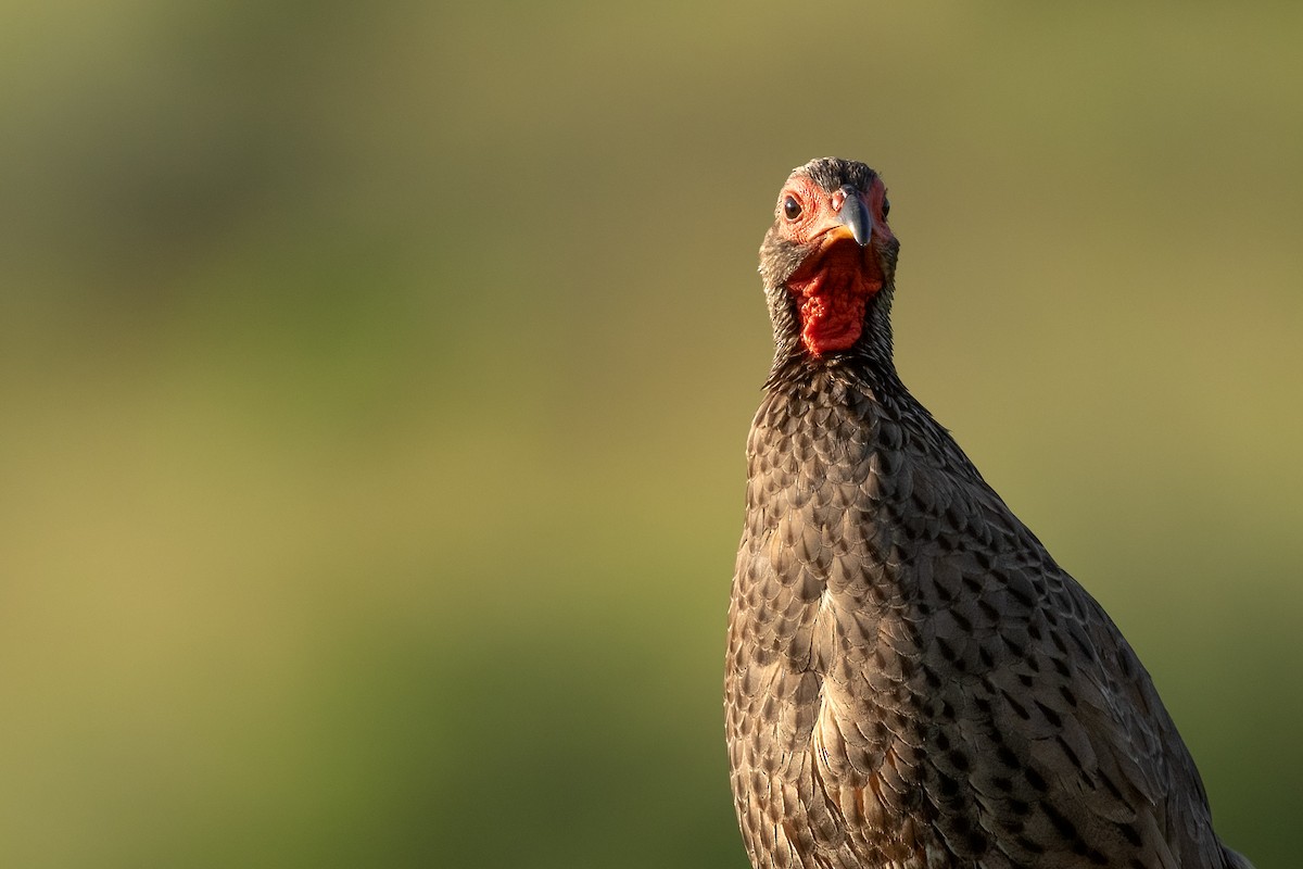 Swainson's Spurfowl - ML625192254