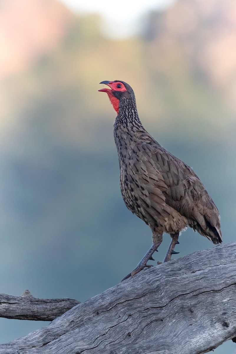 Swainson's Spurfowl - ML625192255