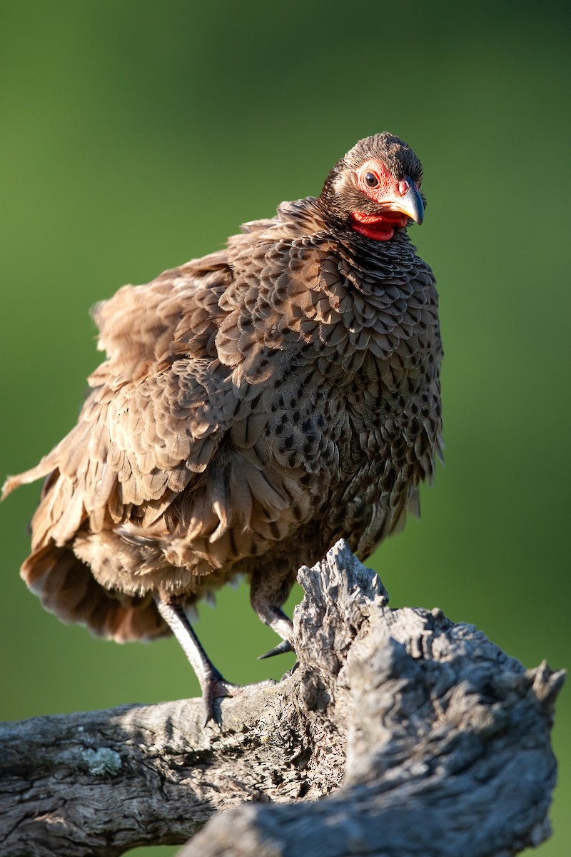 Swainson's Spurfowl - ML625192256