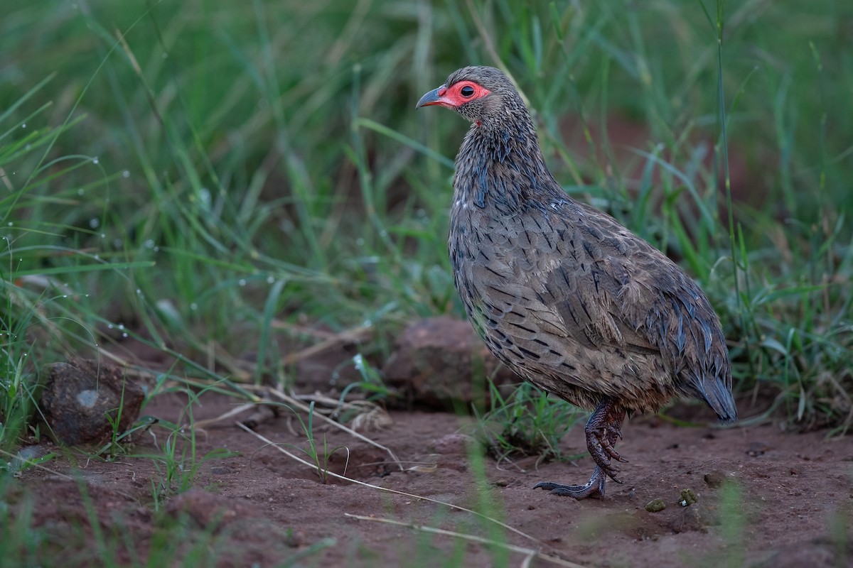 Swainson's Spurfowl - ML625192257