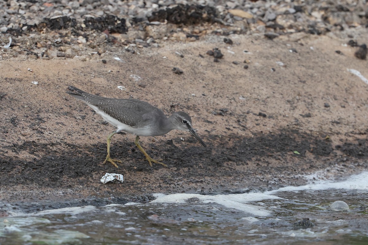 Gray-tailed Tattler - ML625192266