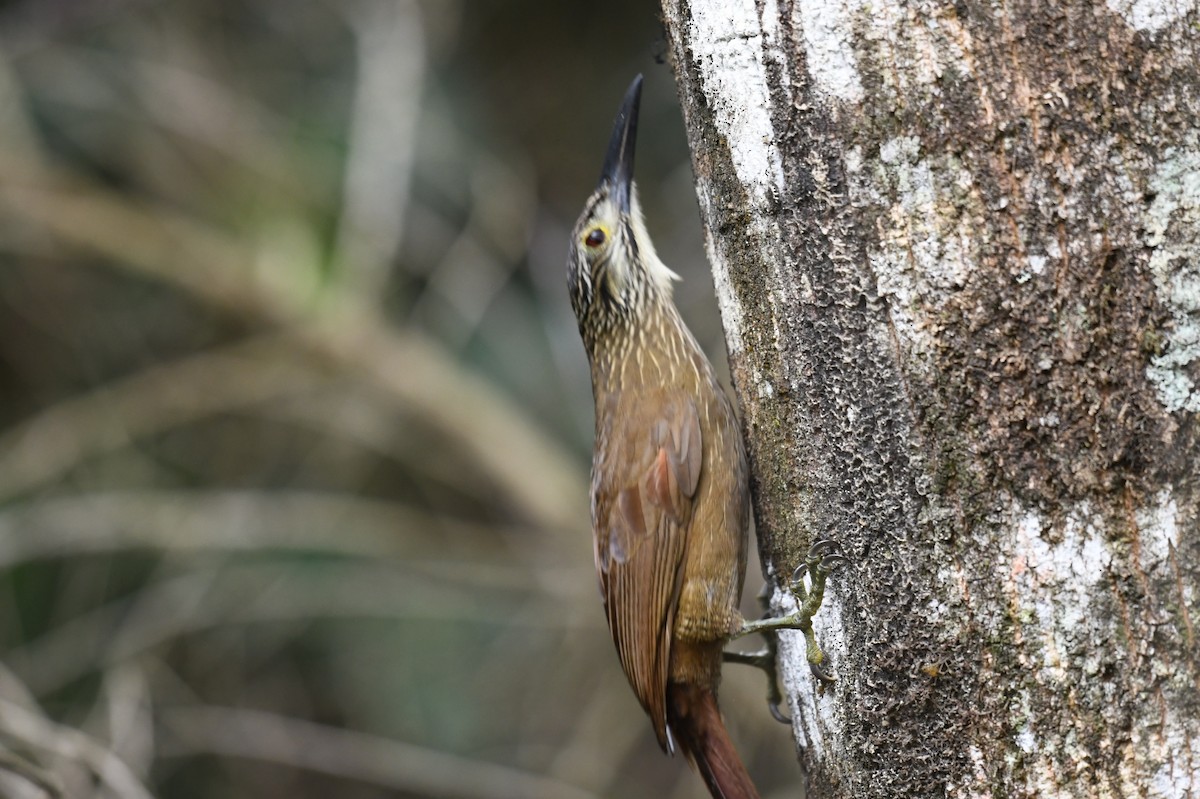 White-throated Woodcreeper - Paulo Rubim