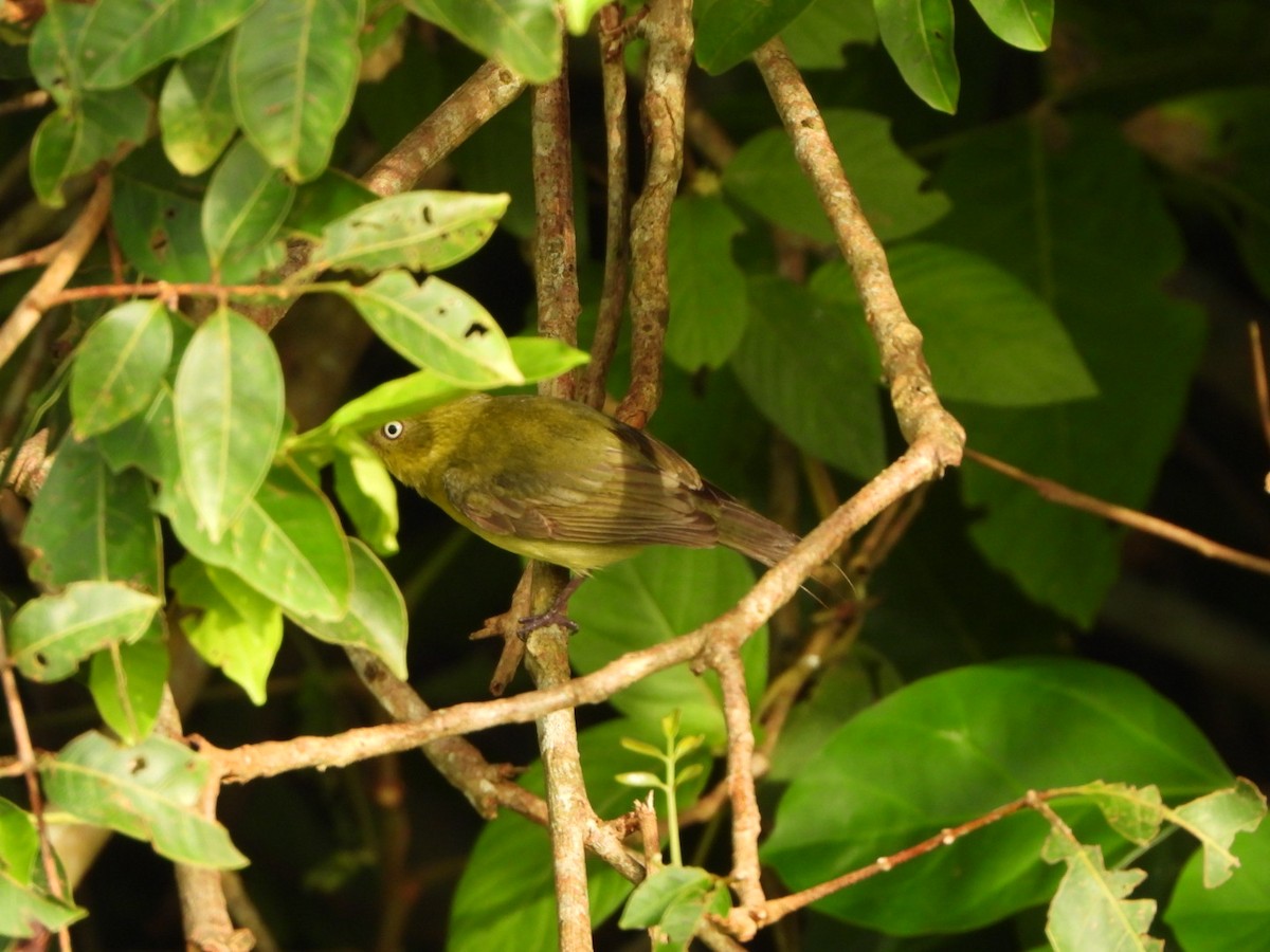 Wire-tailed Manakin - ML625192312