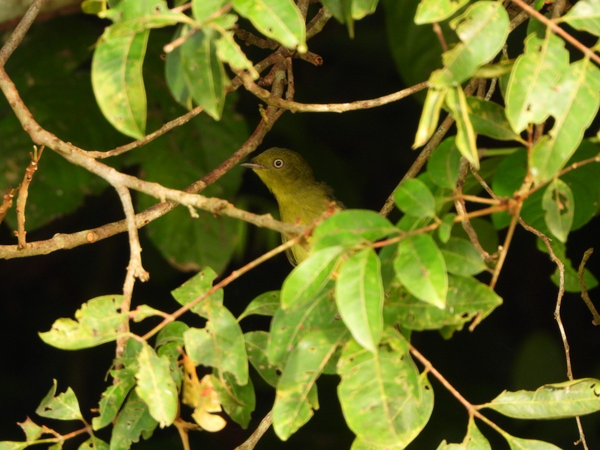 Wire-tailed Manakin - ML625192313