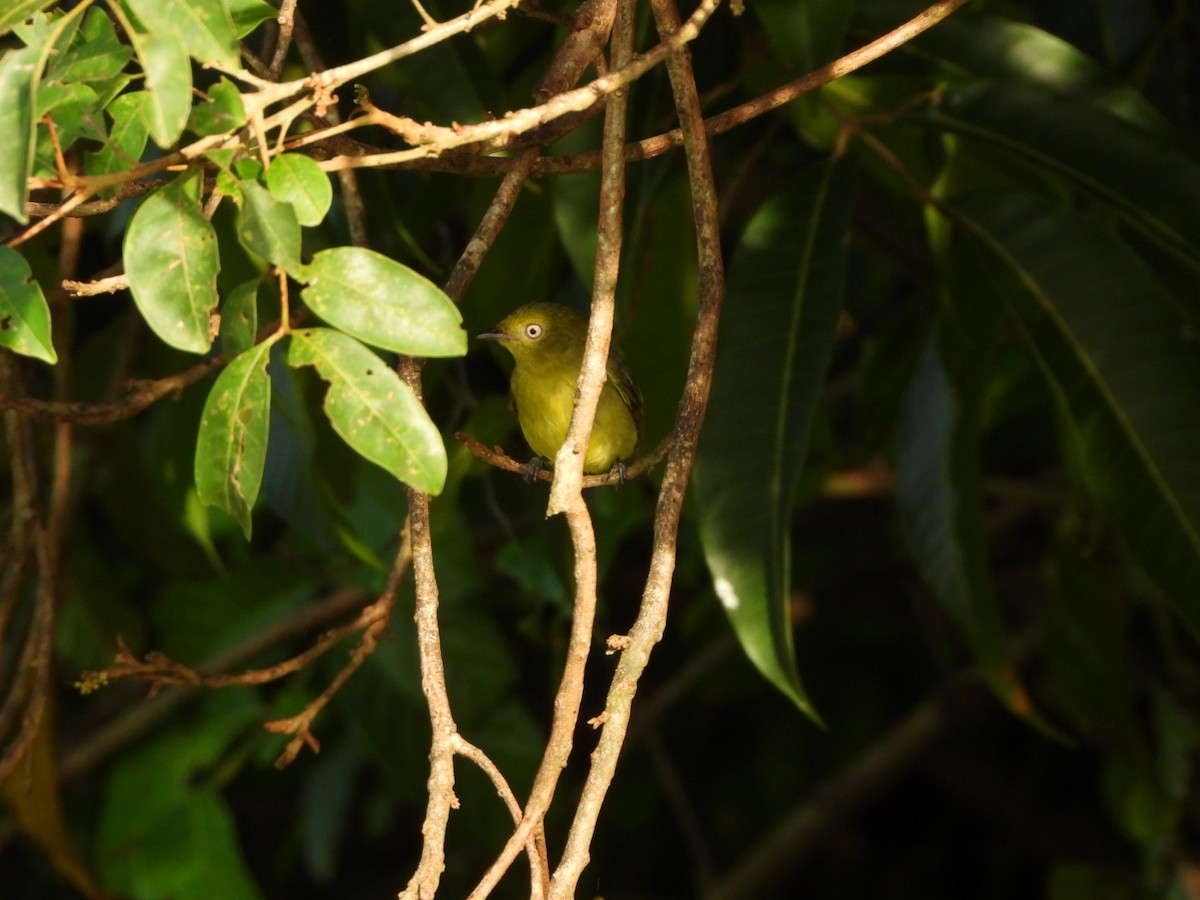 Wire-tailed Manakin - ML625192314