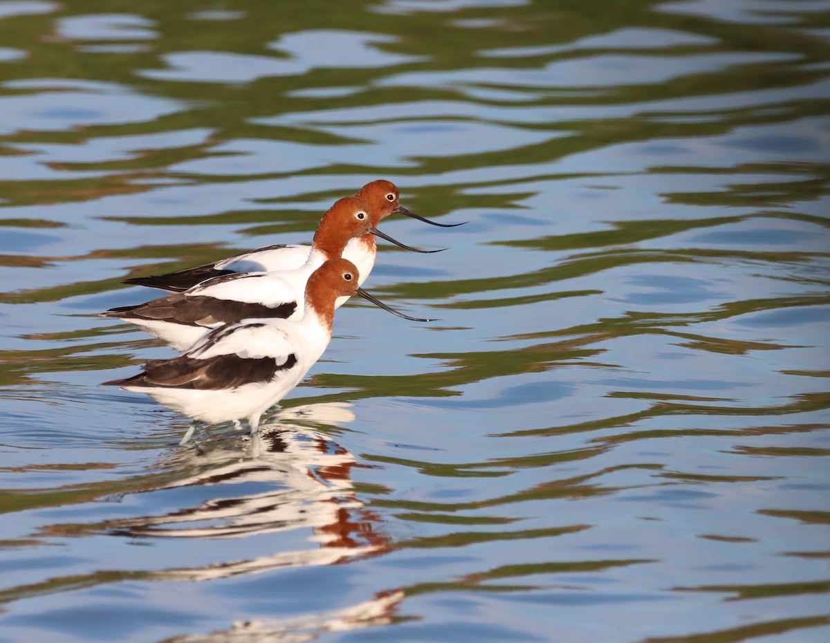 Red-necked Avocet - ML625192593