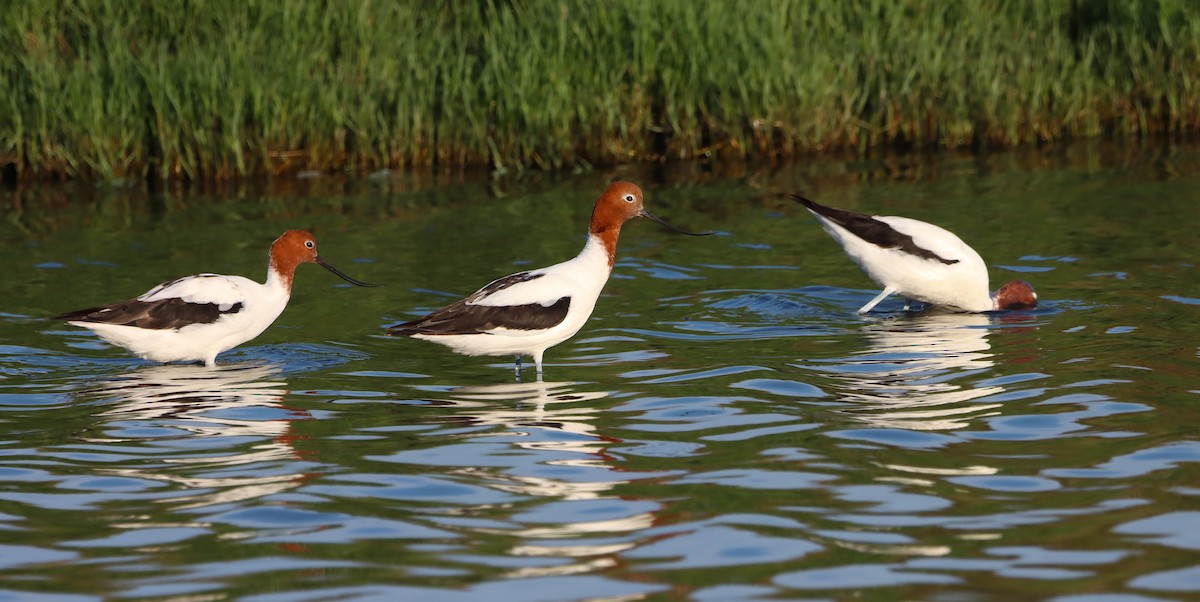 Red-necked Avocet - ML625192594