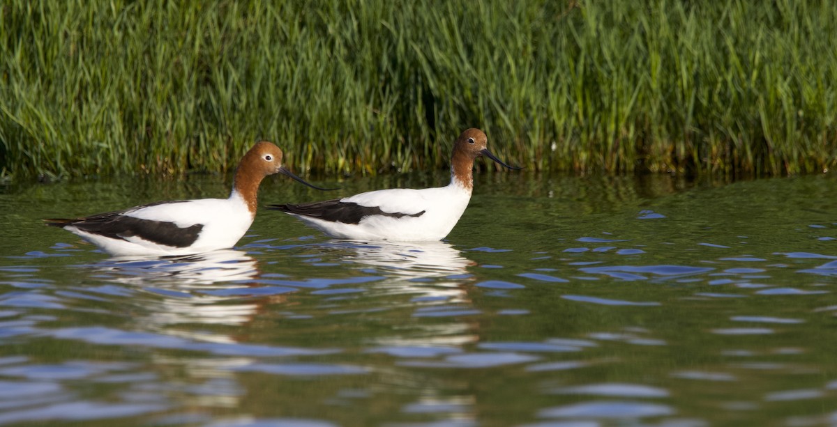 Red-necked Avocet - ML625192595