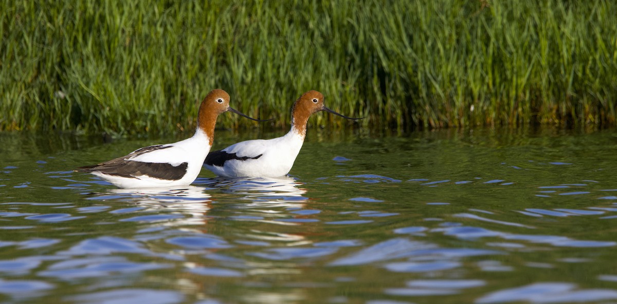 Red-necked Avocet - ML625192596