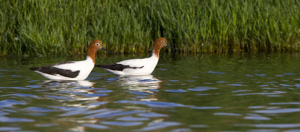 Red-necked Avocet - ML625192597