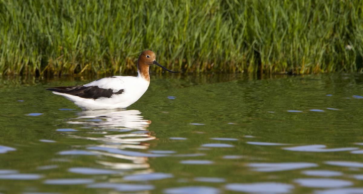 Red-necked Avocet - ML625192598