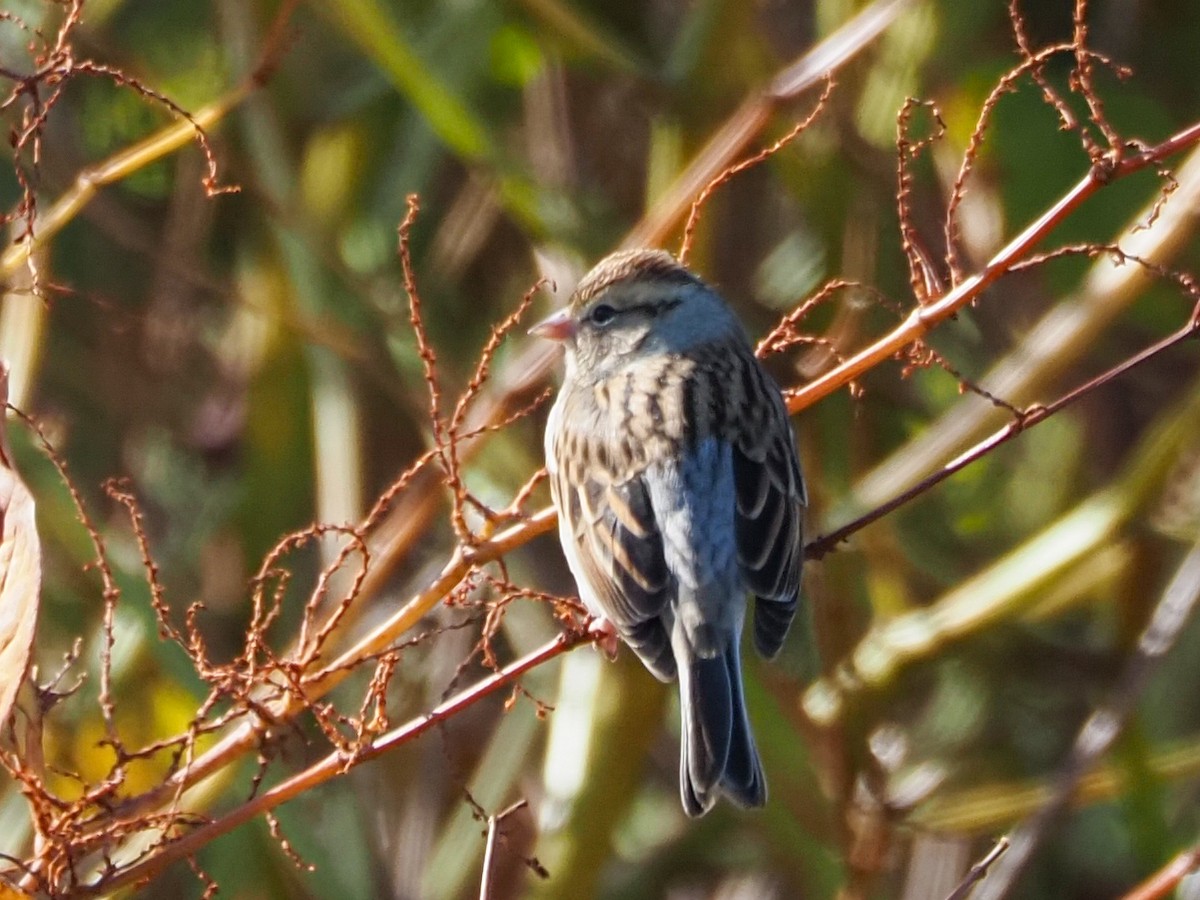Chipping Sparrow - ML625192599