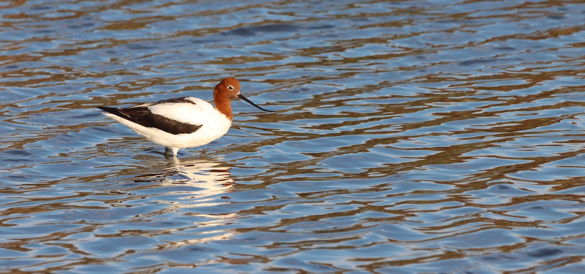 Red-necked Avocet - ML625192608