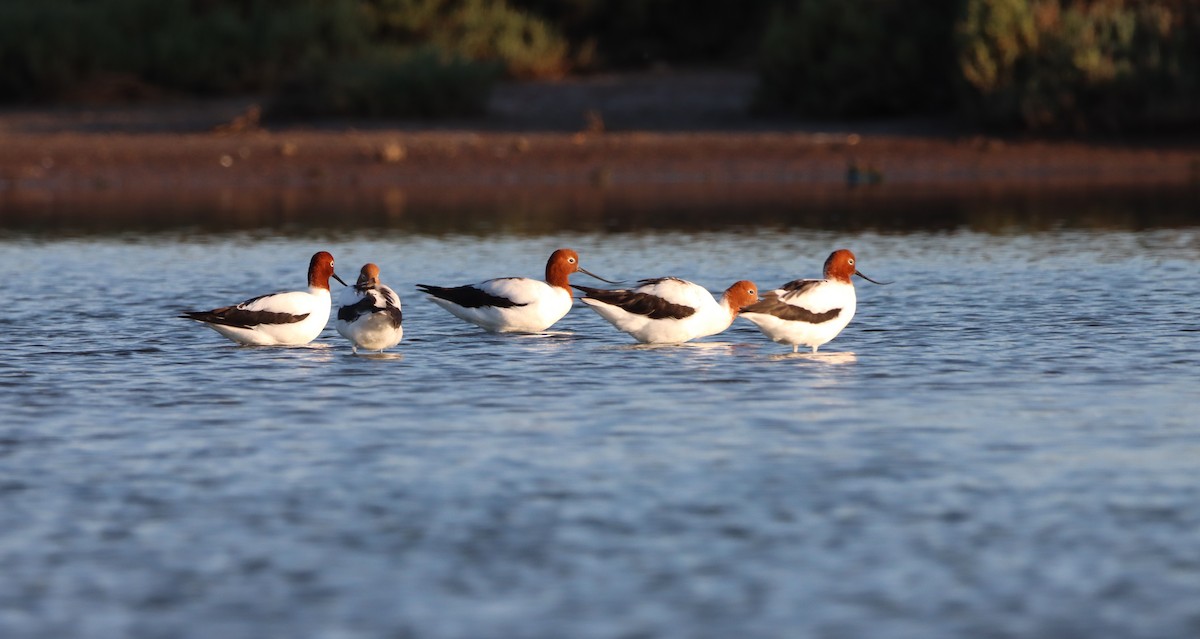 Red-necked Avocet - ML625192609