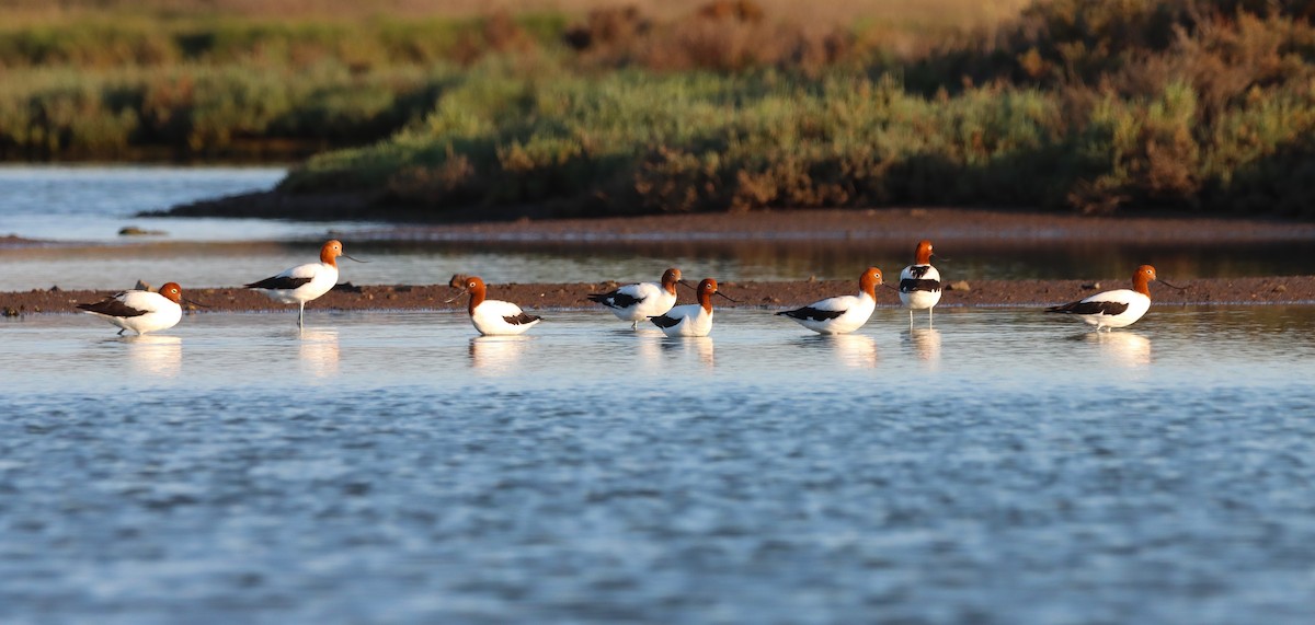 Red-necked Avocet - ML625192610