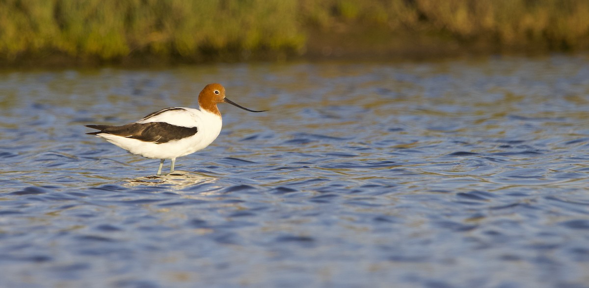 Red-necked Avocet - ML625192611