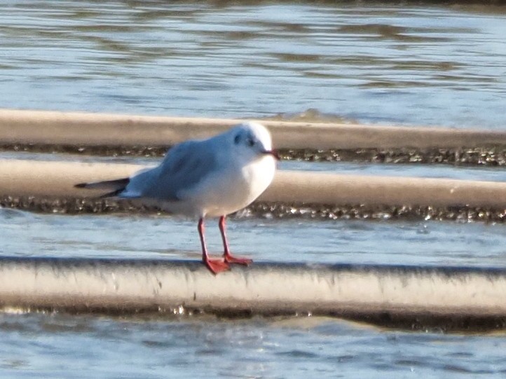 Black-headed Gull - ML625192613