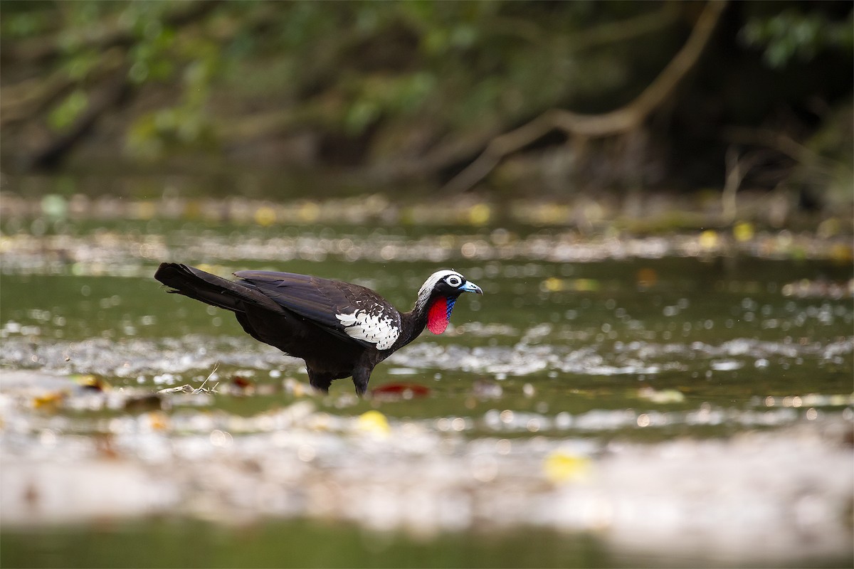 Black-fronted Piping-Guan - ML625192656