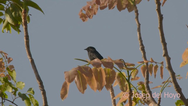 Northern Black-Flycatcher - ML625192712