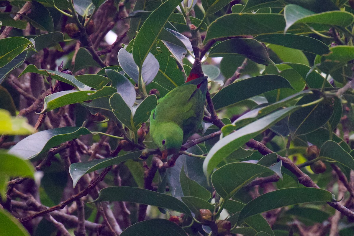 Yellow-throated Hanging-Parrot - Steve Luke