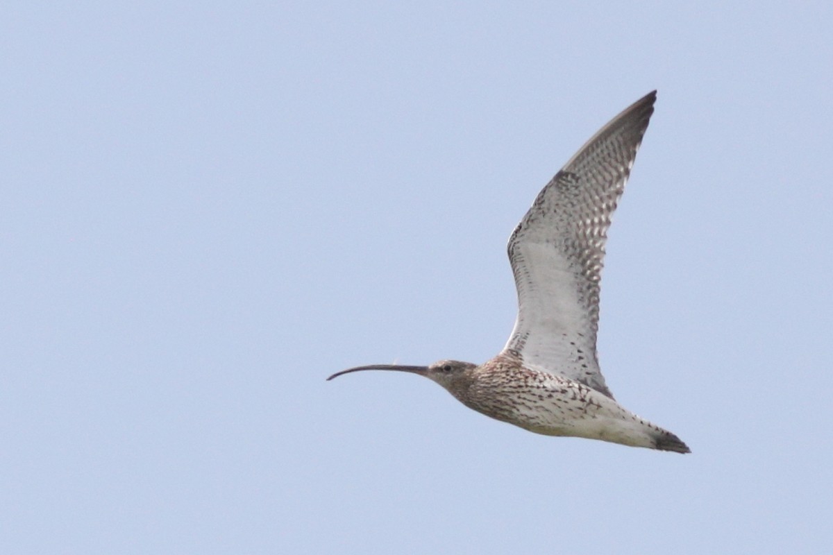 Eurasian Curlew - ML625192798
